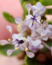 Ceanothus cuneatus var. fascicularis