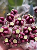 Asclepias californica