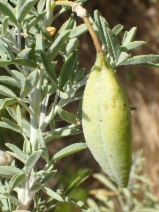 Cleomella arborea var. arborea