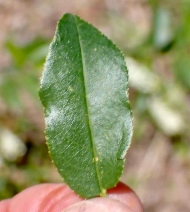 Prunus virginiana var. demissa