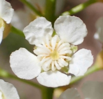 Prunus virginiana var. demissa