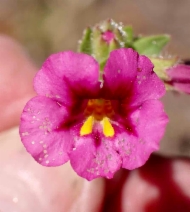 Diplacus fremontii