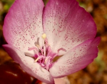 Clarkia cylindrica ssp. cylindrica