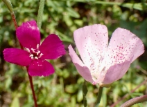 Clarkia bottae