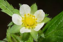 Drymocallis glandulosa var. wrangelliana