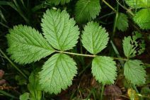 Drymocallis glandulosa var. wrangelliana