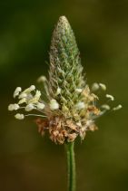 Plantago lanceolata
