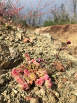 Calyptridium quadripetalum