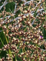 Juncus balticus