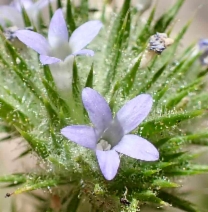 Navarretia squarrosa