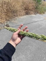 Elymus condensatus