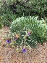 Cynara cardunculus
