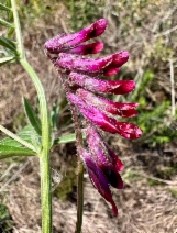 Vicia benghalensis