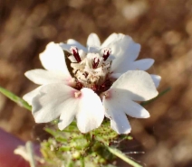 Calycadenia multiglandulosa