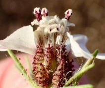 Calycadenia multiglandulosa