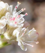 Eriogonum nudum var. pubiflorum