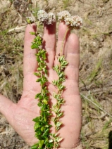 Eriogonum parvifolium