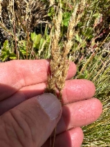 Deschampsia cespitosa ssp. holciformis