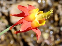 Aquilegia shockleyi