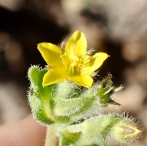 Mentzelia micrantha