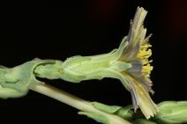Lactuca serriola