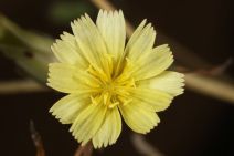 Lactuca serriola