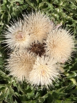 Cirsium scariosum