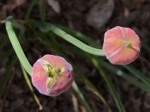 Allium amplectens