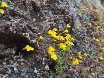 Mimulus nudatus