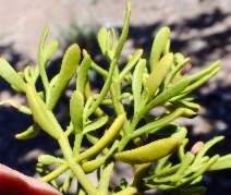 Phoradendron densum