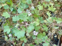 Geranium rotundifolium
