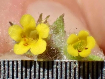 Erythranthe floribunda