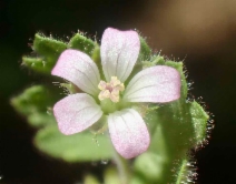Geranium rotundifolium