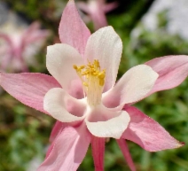 Aquilegia pubescens