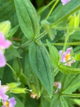 Erythranthe erubescens - Calflora
