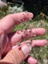 Poa pratensis