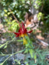 Aquilegia shockleyi