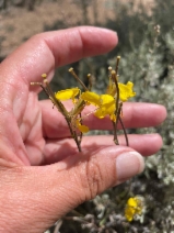 Erysimum capitatum var. purshii