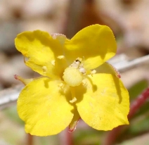 Camissonia palmeri