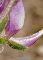 Lupinus microcarpus var. horizontalis