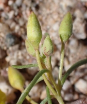 Camissonia campestris ssp. campestris