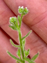Cryptantha micromeres
