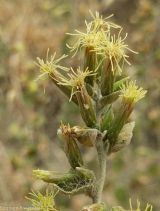 Brickellia californica