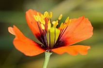 Papaver heterophyllum