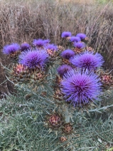 Cynara cardunculus ssp. cardunculus
