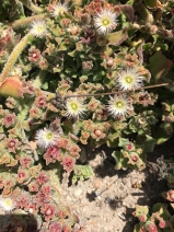 Mesembryanthemum crystallinum