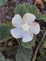 Malvella leprosa