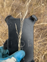 Rytidosperma penicillatum