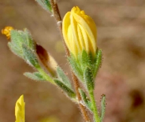 Lagophylla glandulosa