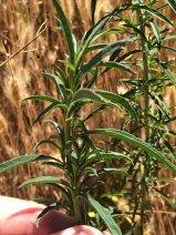 Epilobium brachycarpum